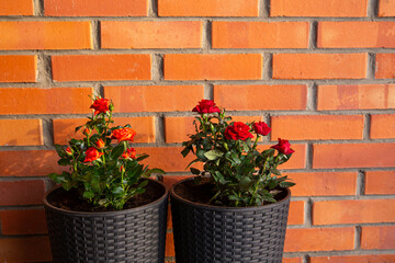 Naklejka premium Two cute miniature roses, orange and dark red growing in black color plastic rattan flower pot in home outdoors, horticulture. Room for text on red brick wall.