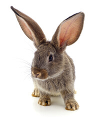 One red rabbit.