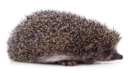One big brown hedgehog.