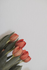 Rot-Orangene Tulpen vor wei&szlig;er Wand