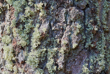 old aged birch bark close up