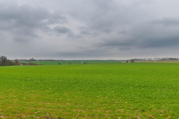 Rozległa równina porośnięta wschodzącym, zielonym zbożem. © boguslavus