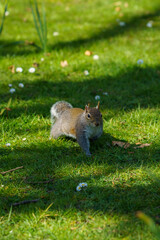 squirrel posed