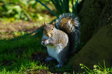Squirrel munching on food