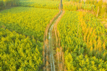 Leśna droga w sosnowym lesie widziana z dużej wysokości. Zdjęcie z drona. © boguslavus