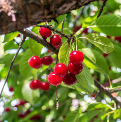 Red and sweet cherries on a branch just before harvest in early summer
