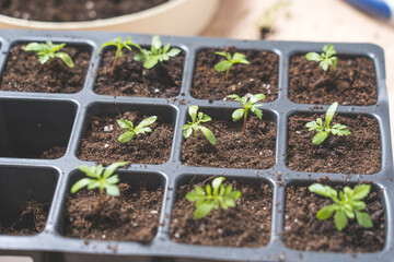marigold seedlings cultivation and dipping top view