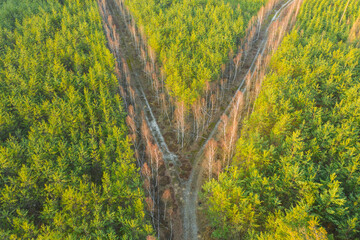 Rozwidlenie leśnej drogi. Widok z drona. © boguslavus