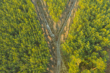 Rozwidlenie leśnej drogi. Widok z drona. © boguslavus