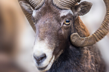 Portrait of a ram. Goat eyes with horns.