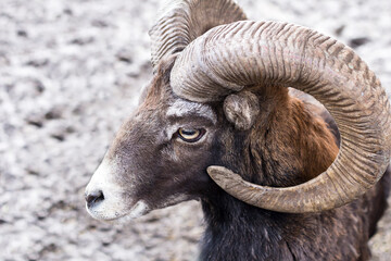 Portrait of a ram. Goat eyes with horns.