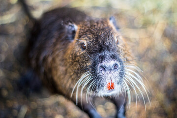 Nutria nose. Part of the body of an animal.