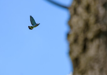 pigeon flying past tree