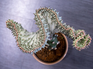 Top view of a euphorbia lactea