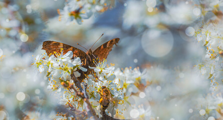 Beautiful Butterfly in Spring garden