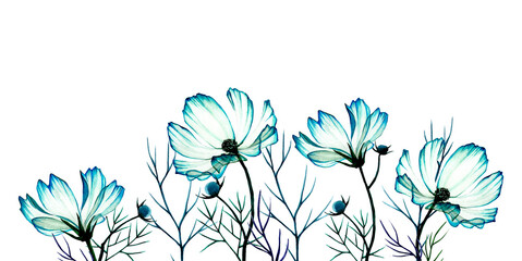 watercolor drawing by hands. border with blue wildflowers. cosmos, chamomile. isolated on white background transparent flowers, x-ray