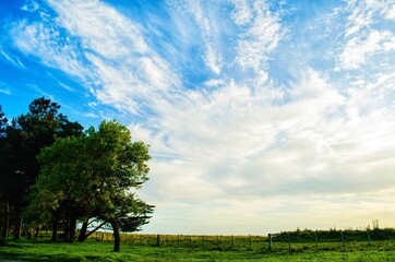 field and blue sky