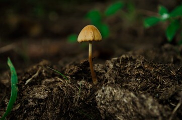 mushroom in the forest