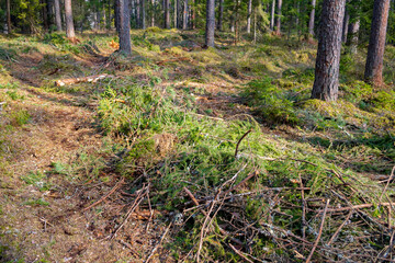 Pile of branches and tire wheels trace. Human impact on the environment. Deforestation and logging, forest clearing.