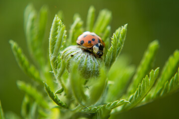 Marienkäfer Makrofotografie in der Natur, Ladybug Macro Photography