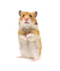 Syrian hamster standing on its hind legs isolated on white