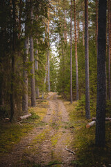 Fototapeta premium A beautiful natural forest in the Knyszyńska Forest