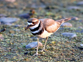 Killdeer on the hunt for snails and insects