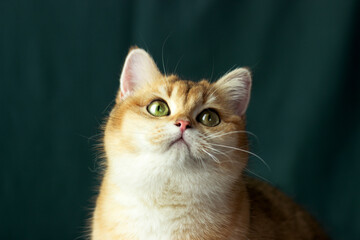Golden british cat on green background. Chinchilla golden cat