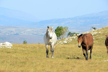 Livno,Bosnia and Herzegovina, horse, black horse, white horse, black and white horse, nature, beautiful horse,