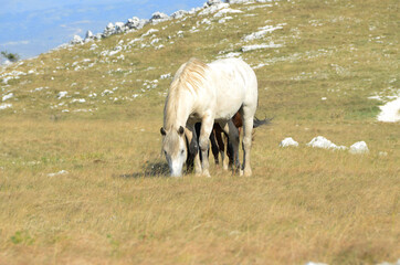 Livno,Bosnia and Herzegovina, horse, black horse, white horse, black and white horse, nature, beautiful horse,
