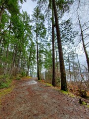 path in the woods