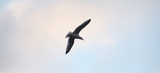 Obraz premium Seagull photographed from below. Flies from left to right. Overcast sky. No sun. No people. 