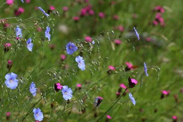 Spacer po ogrodzie botanicznym © BUDZiK
