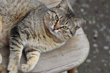 cat playing in the garden
