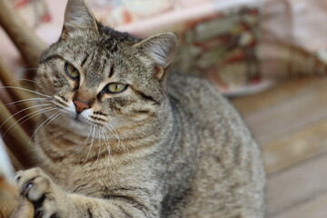 cat playing in the garden