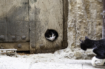 Cats hiding wall