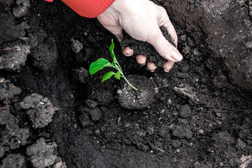 planting an eggplant seedling in the garden