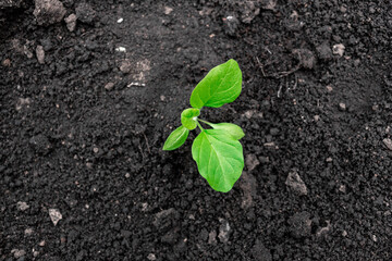 planting an eggplant seedling in the garden