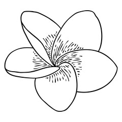 Spa salon Plumeria flower line art element design. Yoga Oil aromatherapy and hot massage studio, welcome symbol. Drawing Frangipani flower open bud. Vector.