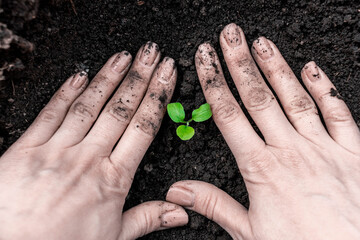 planting an eggplant seedling in the garden with hands