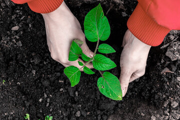 planting a tomato seedling in the garden with hands