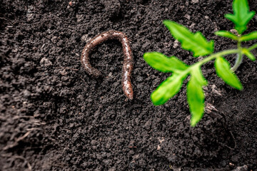 A plant and a worm