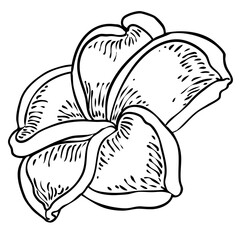 Plumeria open buds. Traditional Hawaii tropical necklace or neck wreath flower design element. Welcome invitation decoration. Drawing line art from real Plumeria. Vector.