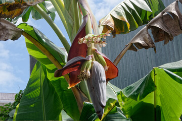 Inflorescence du bananier et ses fleurs - Guyane française © galaad973