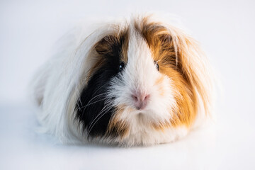 Fluffy guinea pig on white background