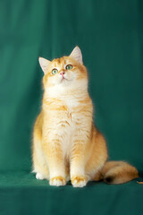 Golden british cat on green background. Chinchilla golden cat