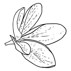 Plumeria flower. Exotic tropical jungle floral blooming for decoration and pattern making. Caribbean, outside plant head, open bloom. Line hand drawing style art. Vector.
