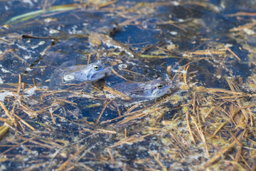 Blue frog - Rana arvalis in water at mating time. Wild photo from nature. The photo has a nice bokeh. The image of a frog is reflected in the water.