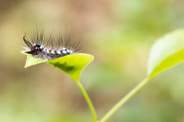 Włochata gąsienica na listku © BUDZiK