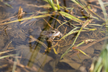 Blue frog - Rana arvalis in water at mating time. Wild photo from nature. The photo has a nice bokeh. The image of a frog is reflected in the water.